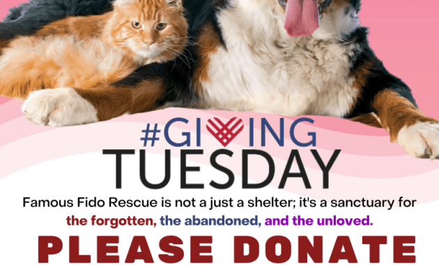 Animal Rescue Donations